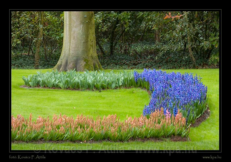 Keukenhof Hollandia 027.jpg